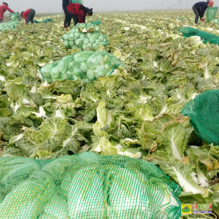 雙江昆明哪里有蔬菜苗買| 昆明哪里有蔬菜苗買批發價格| 樹仔菜苗價格