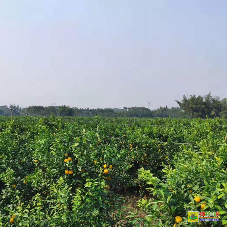 貴陽無核沃柑苗哪里有售 |廣西沃柑苗批發(fā)基地 |無核沃柑苗