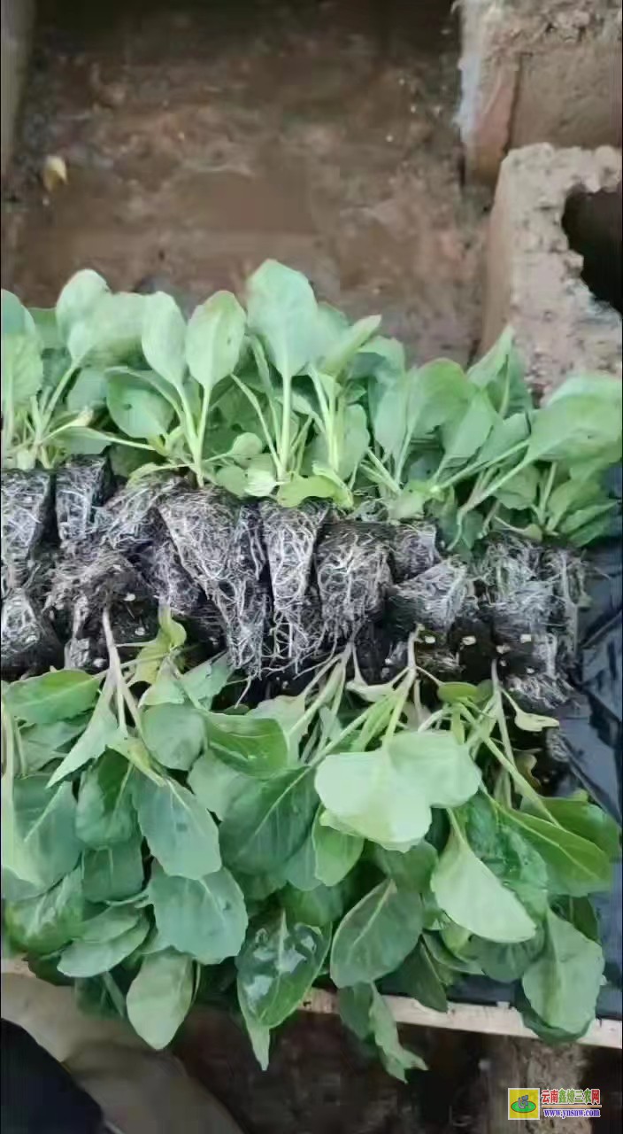 個舊昆明哪里有蔬菜苗買| 昆明哪里有蔬菜苗買批發價格| 樹仔菜苗價格