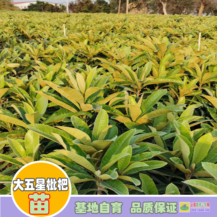 大理巍山無核砂糖紅枇杷苗價格 |6公分枇杷苗價格 |枇杷苗價格表