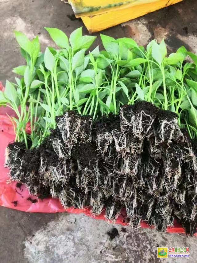 麗江寧蒗松花苗苗魚怎么做好吃| 松花苗移栽紅葉死苗| 松花苗價格