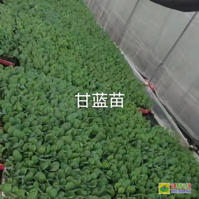 文山西疇松花苗苗魚怎么做好吃| 松花苗移栽紅葉死苗| 松花苗價格