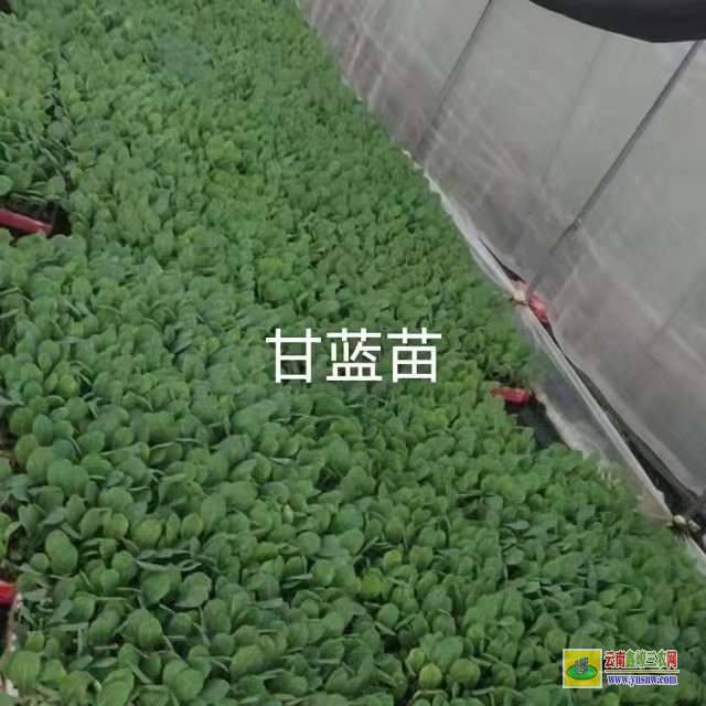 昆明安寧松花苗是什么菜| 松花苗移栽紅葉死苗| 松花苗期多長時(shí)間