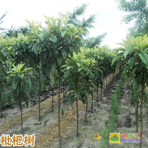 臨滄永德枇杷苗幾年能結果 |枇杷苗基地 |2022枇杷苗圖片
