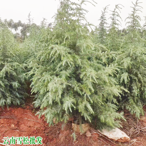 西雙版納景洪嘉興雪松苗價錢 普洱雪松苗地址 高2米雪松優質苗