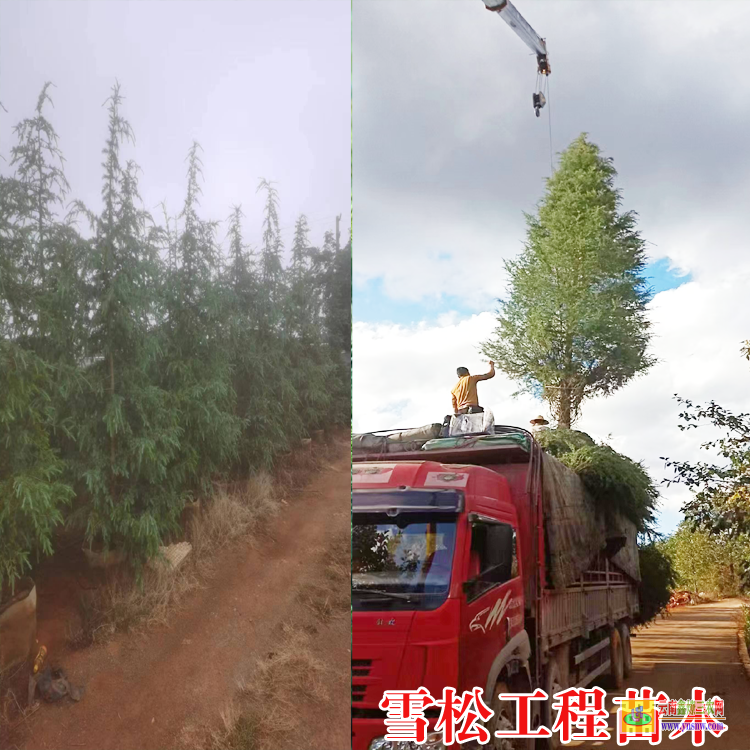 林芝墨脫雪松苗批發(fā)市場| 重慶雪松價格表大全| 云南雪松高度