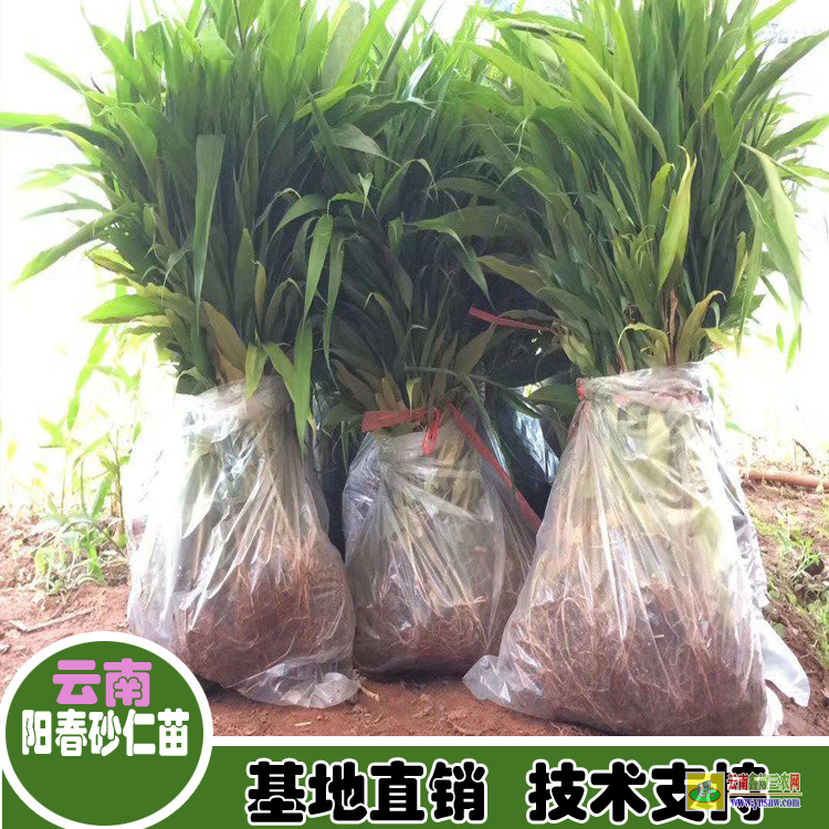 湛江霞山60公分砂仁苗批發價格| 廣西砂仁苗價格|砂仁苗批發價格