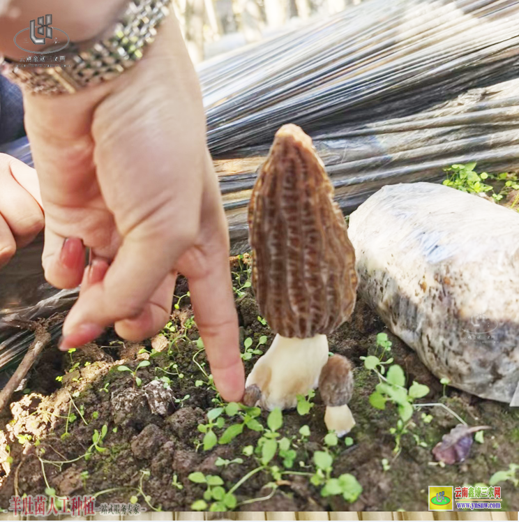 遼寧宏偉羊肚菌種植基地 大棚羊肚菌種植技術 綿陽羊肚菌種植基地