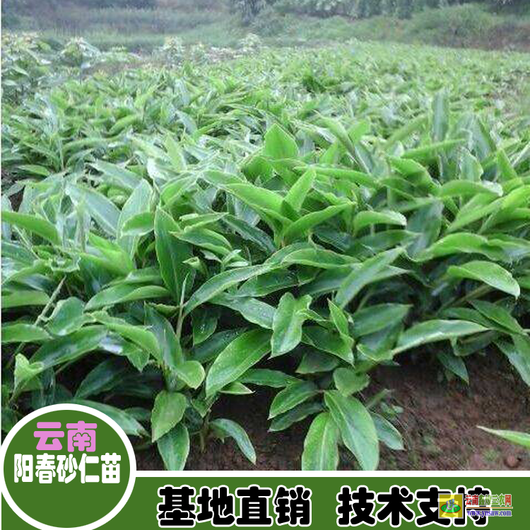 昆明尋甸砂仁苗種植方法| 正宗陽春春砂仁苗|砂仁價格查網