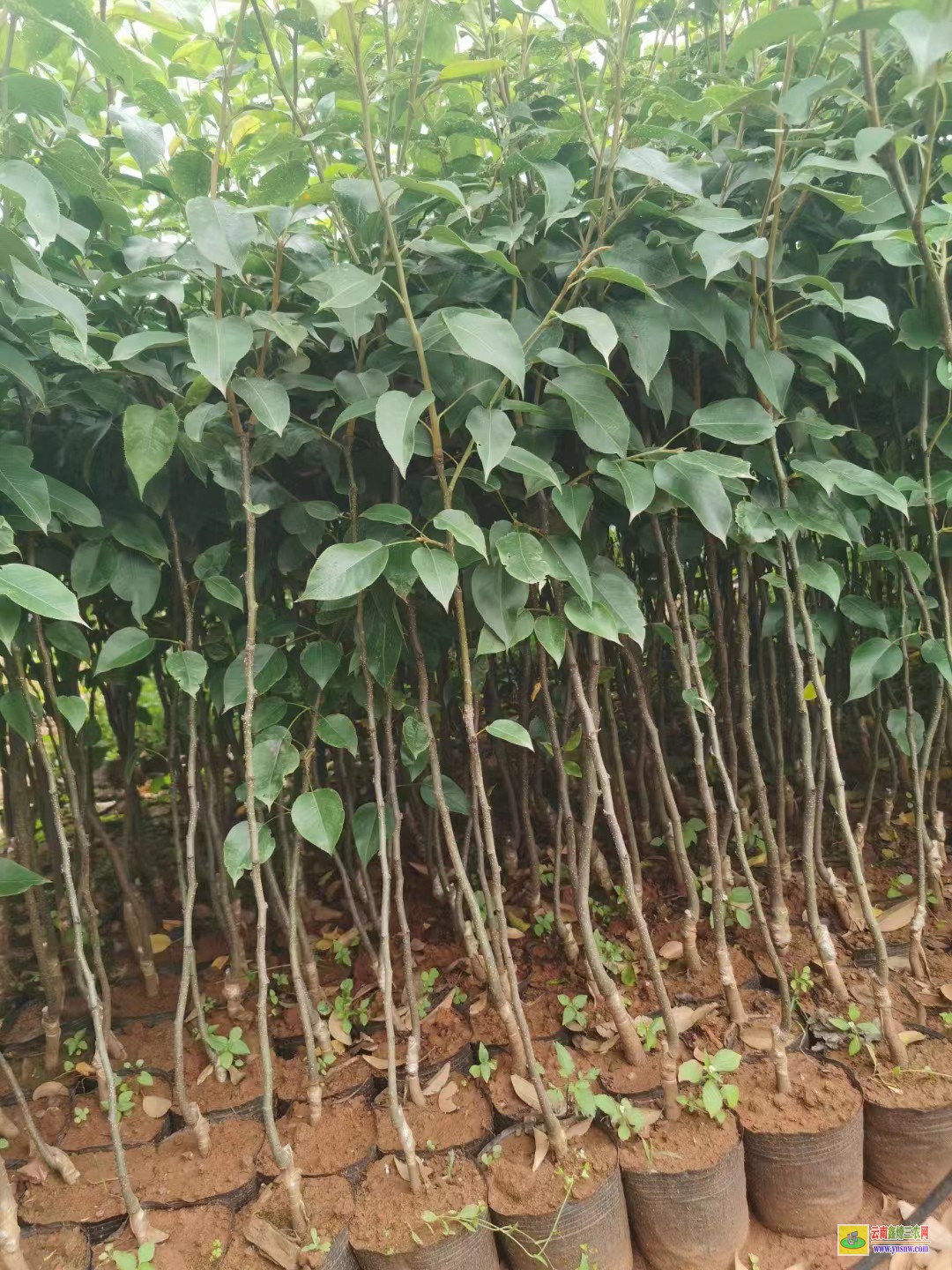 銅仁印江海南黃花梨樹苗價格|紅梨苗種植基地|紅梨苗品種