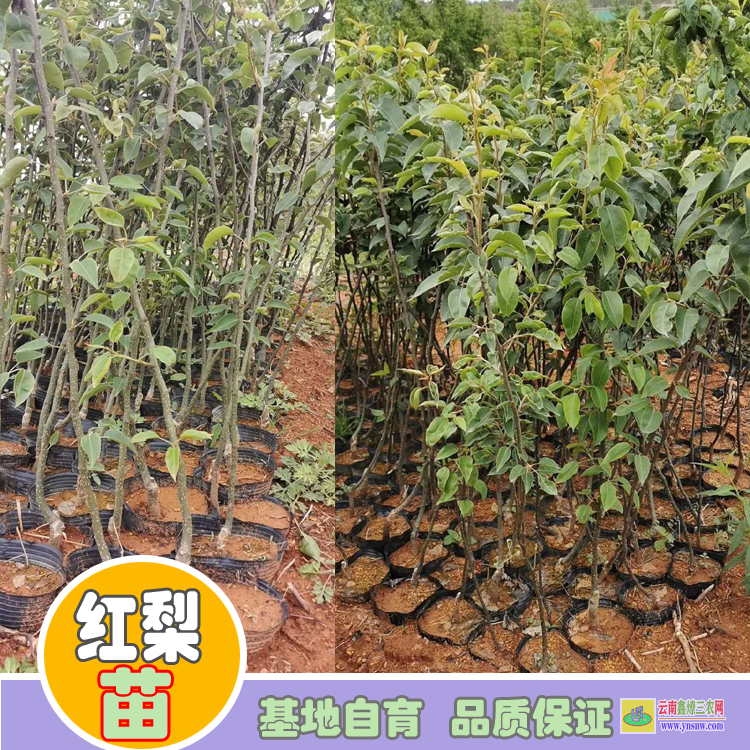 自貢沿灘海南黃花梨樹苗價(jià)格|紅梨苗品種大全|紅梨苗批發(fā)基地