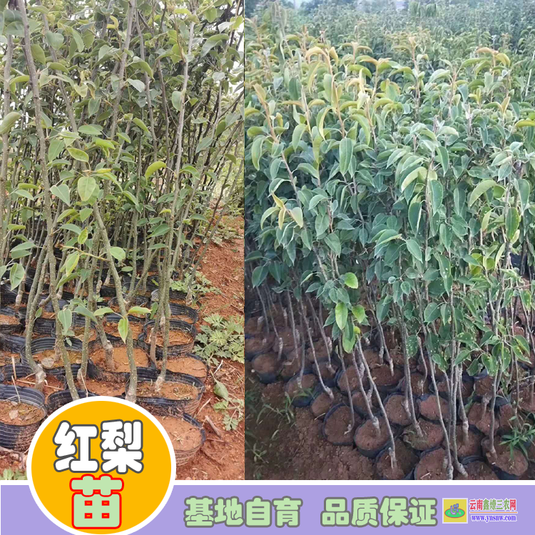 昭通綏江秋月梨樹苗價格|紅梨苗批發|紅梨苗批發基地