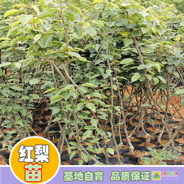 楚雄元謀紅花梨樹苗價格|紅梨苗種植基地|紅梨苗批發基地