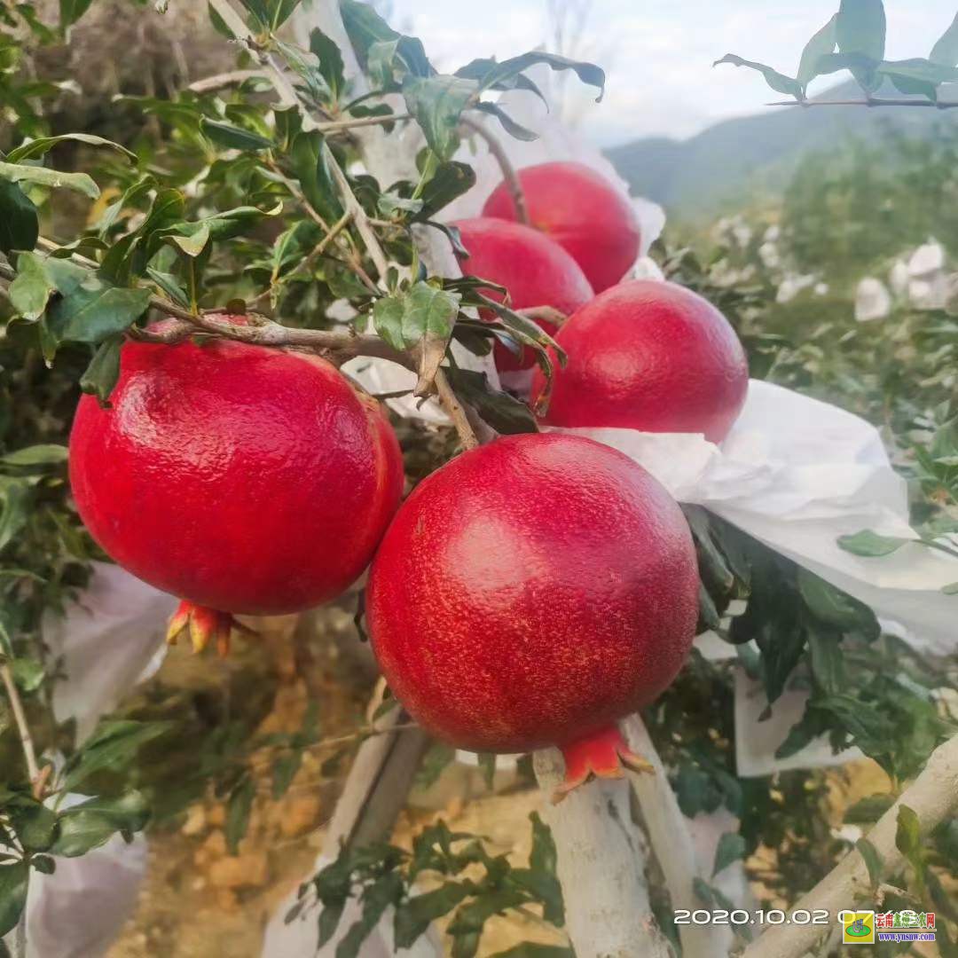 黔東丹寨地徑0.8-1.5云南紅梨袋苗 附近的苗圃基地 云南果樹苗圃