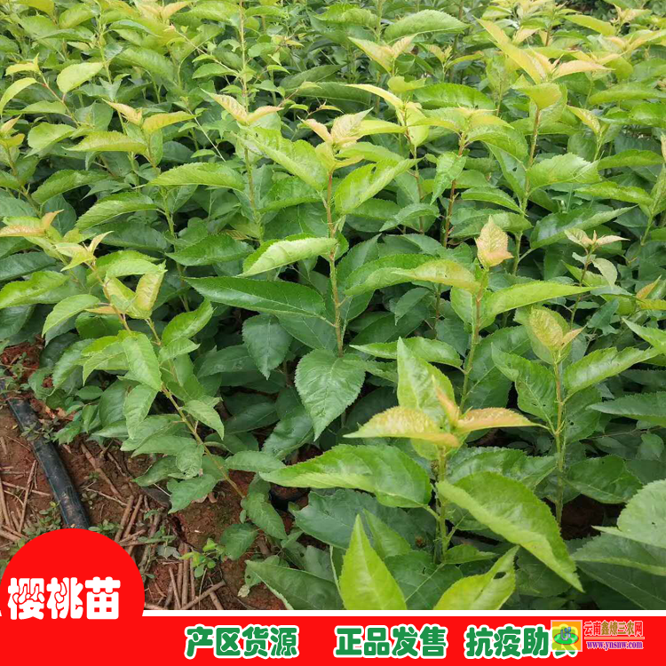 樂山犍為地徑0.8-1.5云南紅梨袋苗 附近的苗圃基地 云南果樹苗圃