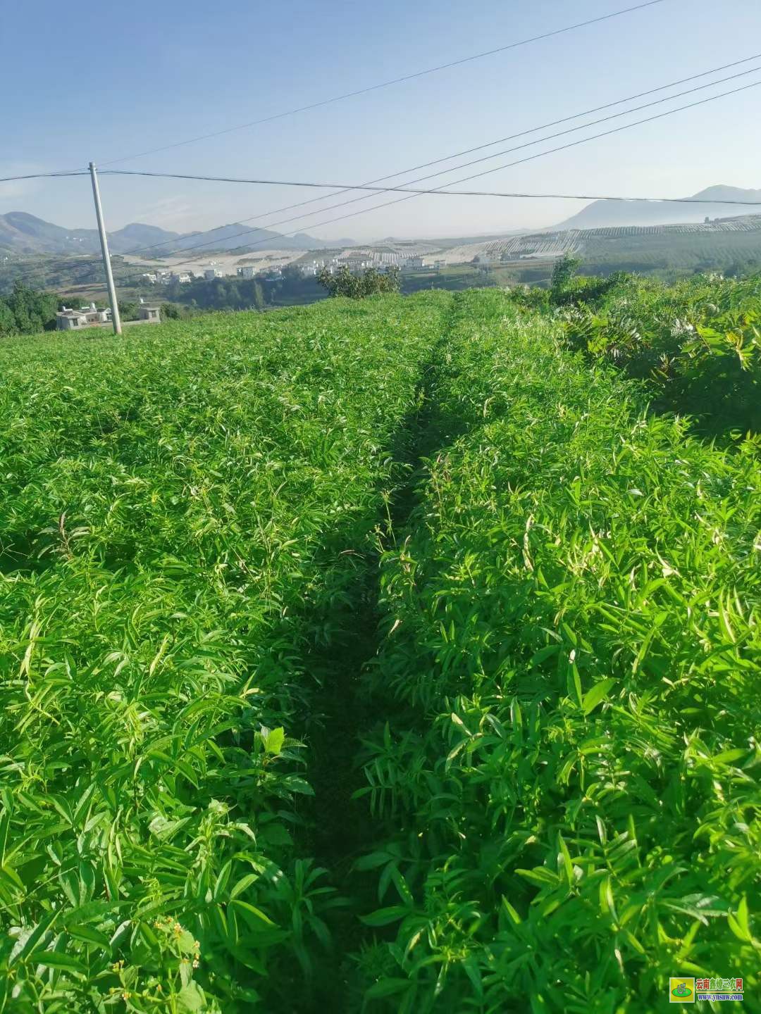 黔東麻江地徑0.6-0.8柿子袋苗 附近的苗圃基地 果樹苗批發基地