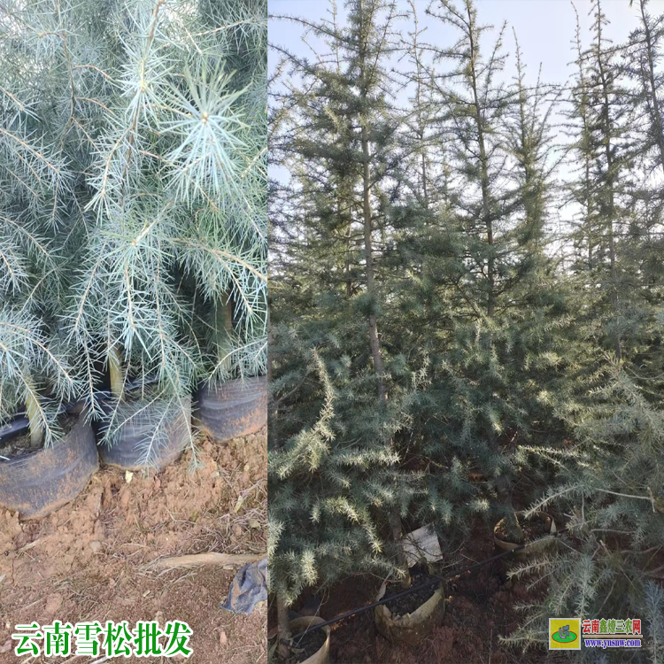 成都大邑1米5昆明宜良雪松苗價錢| 雪松種植時間及注意事項| 高2米雪松優質苗