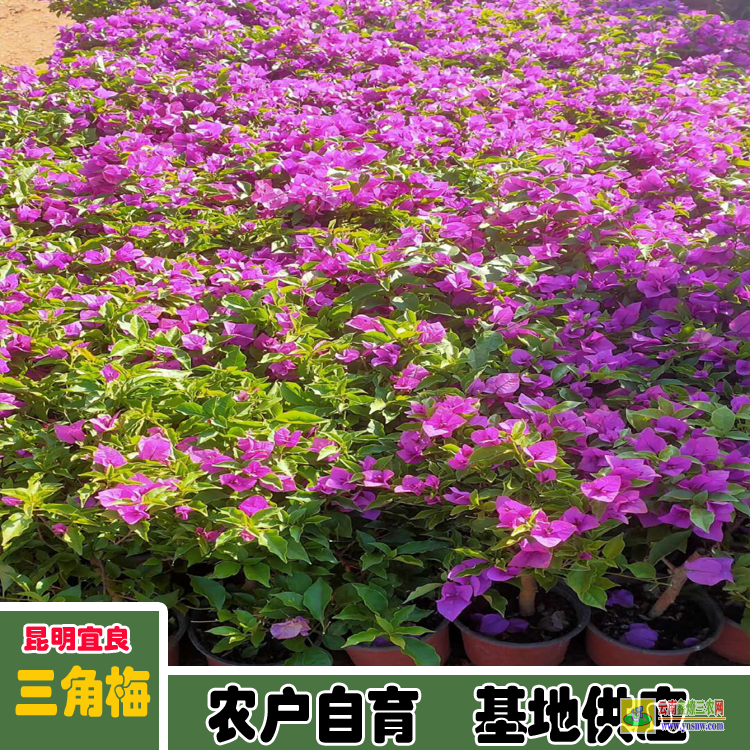 甘孜德格廣州三角梅種植基地| 三角梅批發價格表| 云南三角梅供應商