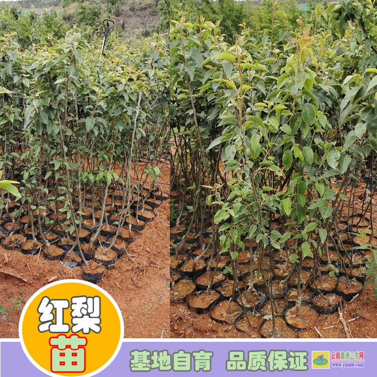 臨滄滄源玉露香梨樹苗價(jià)格|紅梨苗木|紅梨苗品種