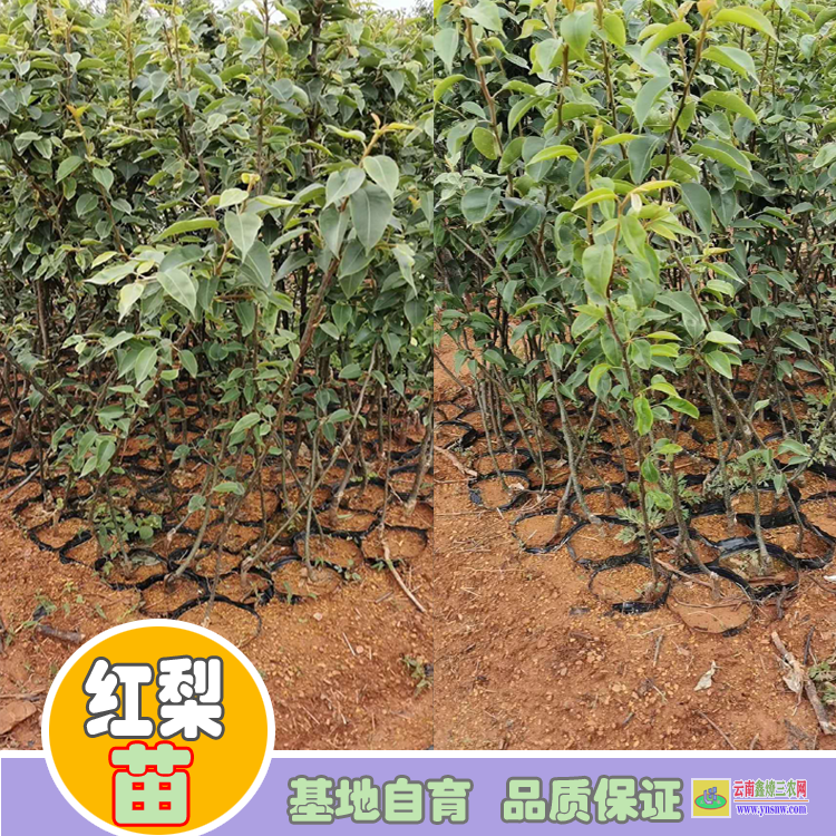 廣元劍閣玉露香梨前景如何|紅梨苗種植基地|紅梨苗批發基地