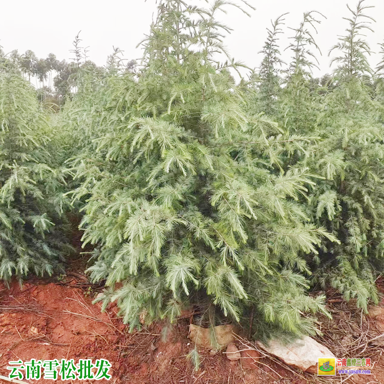 云南雪松小苗| 昆明雪松樹苗種植基地| 云南雪松杯苗