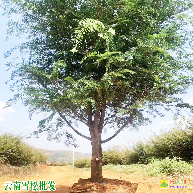 云南雪松價格| 昆明雪松樹苗種植基地| 云南雪松種苗