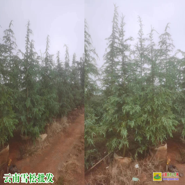 云南雪松工程袋苗| 昆明雪松樹苗種植基地| 云南雪松杯苗