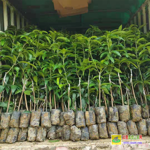 怒江貢山芒果苗基地|海南芒果苗|芒果苗批發市場