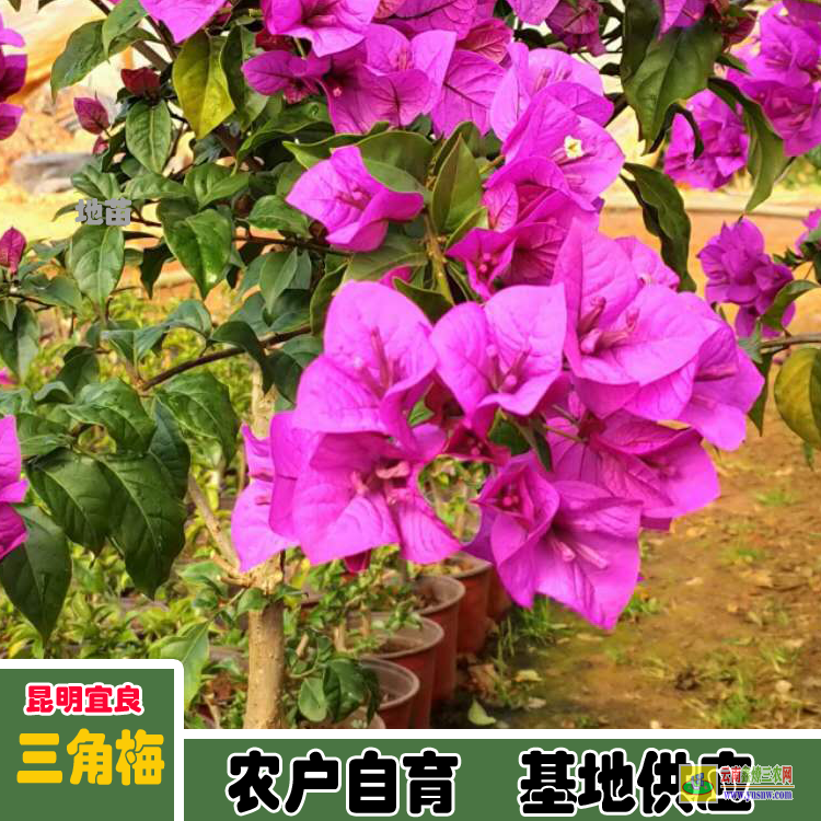 貴陽花溪三角梅批發(fā)基地| 三角梅小苗價格| 云南三角梅批發(fā)