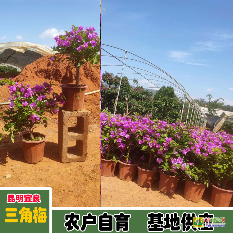 眉山仁壽廣州三角梅種植基地| 三角梅批發價格表| 云南三角梅供應商