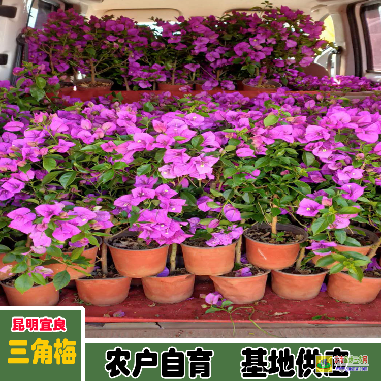 達州宣漢廣東三角梅種植基地| 三角梅批發價格表| 云南三角梅供應商