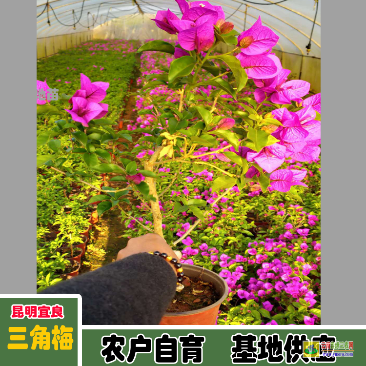 遵義匯川廣東佛山三角梅種植基地| 三角梅批發(fā)價格表| 云南三角梅批發(fā)