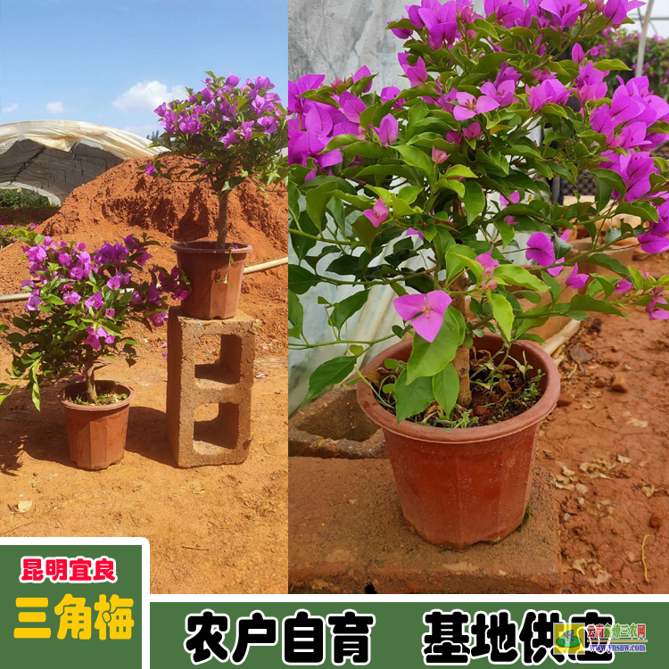 昆明富民廣東佛山三角梅種植基地| 云南三角梅袋苗| 云南三角梅批發