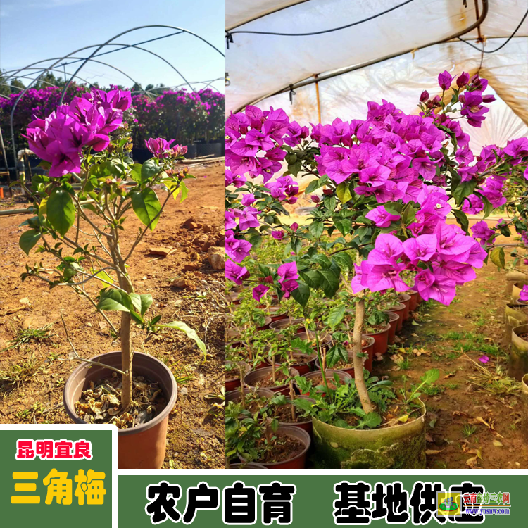 銅仁石阡廣東佛山三角梅種植基地| 三角梅批發價格表| 云南三角梅供應商