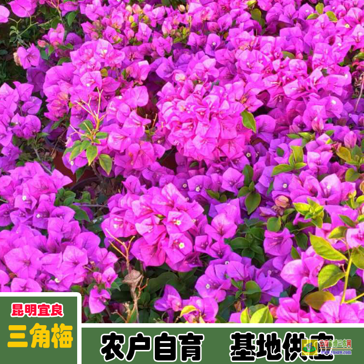 成都都江堰廣東三角梅種植基地| 三角梅小苗價格| 云南三角梅批發