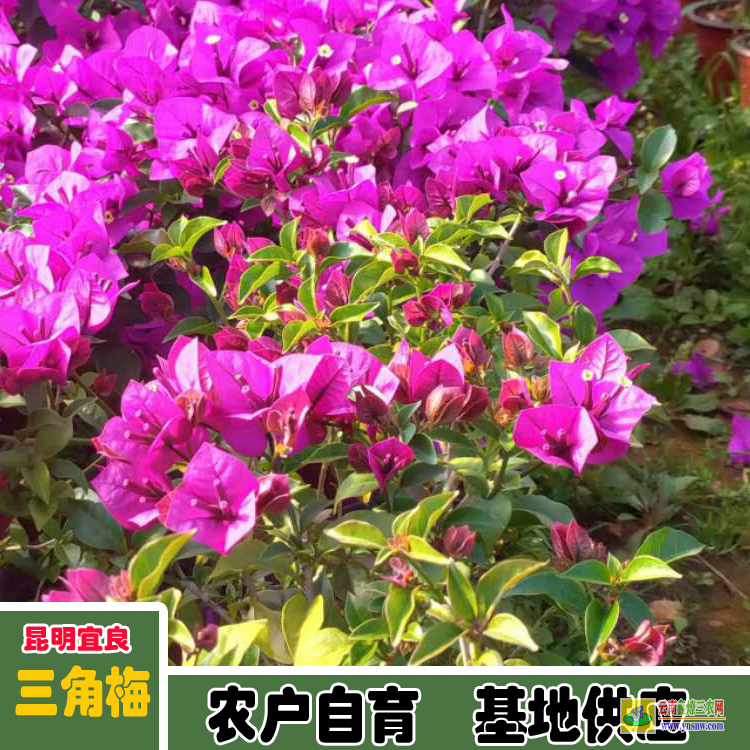 宜賓宜賓廣州三角梅種植基地| 三角梅小苗價格| 云南三角梅批發