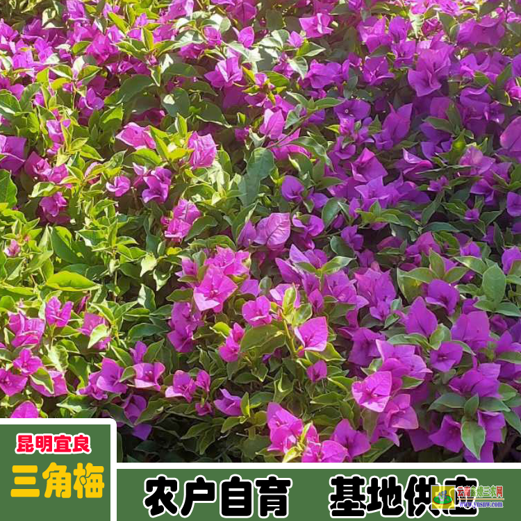 眉山仁壽廣州三角梅種植基地| 三角梅批發價格表| 云南三角梅供應商