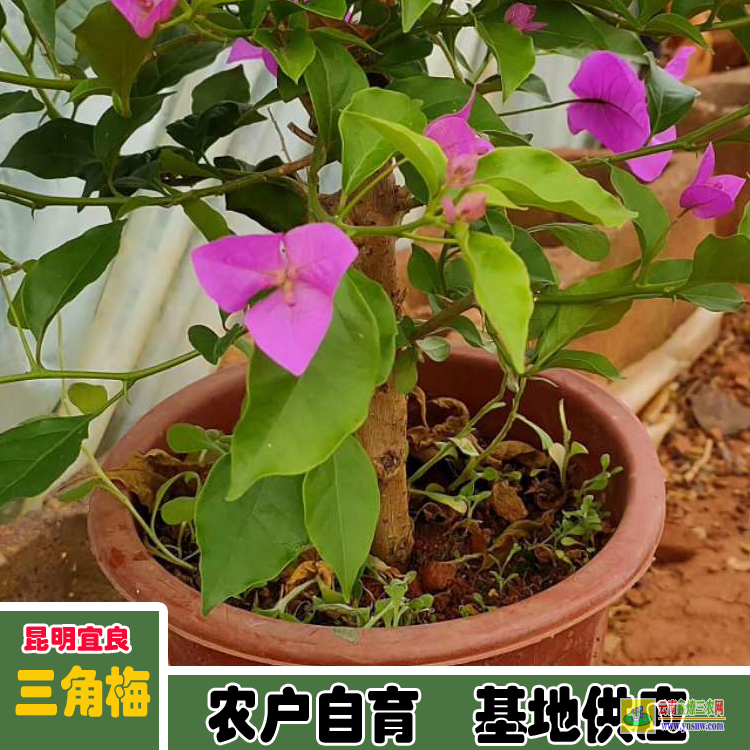 德宏芒市三角梅小苗基地批發| 云南三角梅袋苗| 云南三角梅供應商