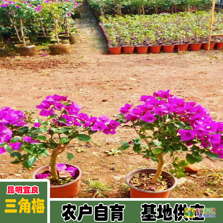 涼山雷波廣東佛山三角梅種植基地| 三角梅批發價格表| 云南三角梅供應商