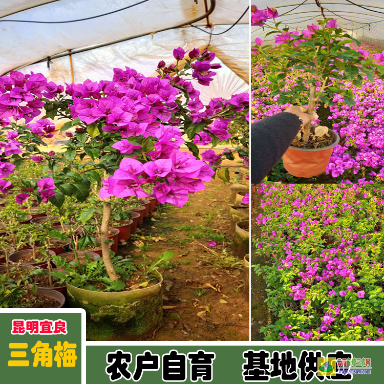 安順西秀廣東佛山三角梅種植基地| 云南三角梅袋苗| 云南三角梅供應商