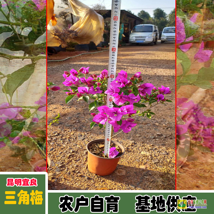 貴陽南明福建三角梅種植基地| 三角梅批發(fā)價(jià)格表| 云南三角梅供應(yīng)商