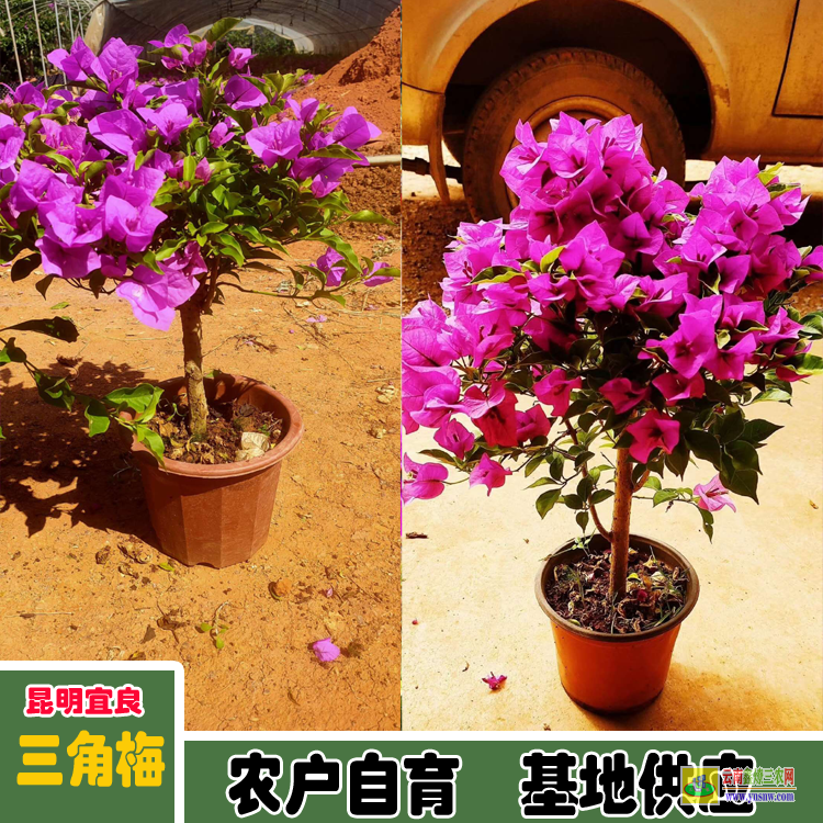 攀枝花鹽邊多色三角梅價格大全| 云南三角梅袋苗| 云南三角梅批發