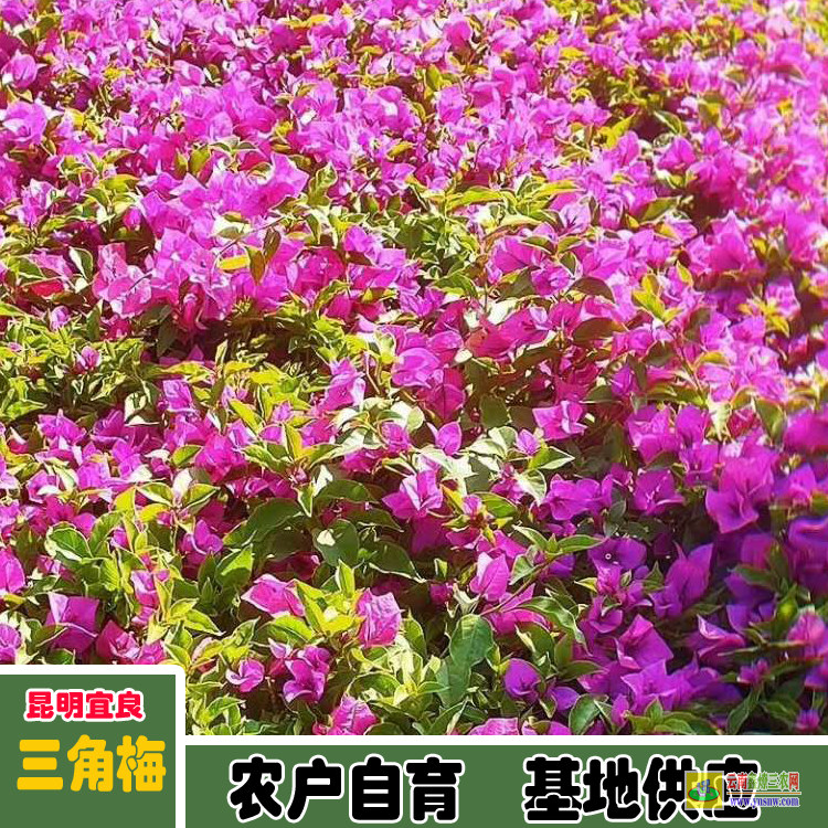 麗江永勝廣東三角梅種植基地| 三角梅批發(fā)價格表| 云南三角梅批發(fā)