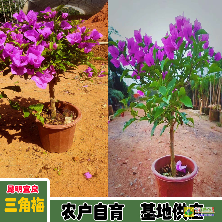 普洱墨江福建三角梅種植基地| 三角梅小苗價格| 云南三角梅供應商