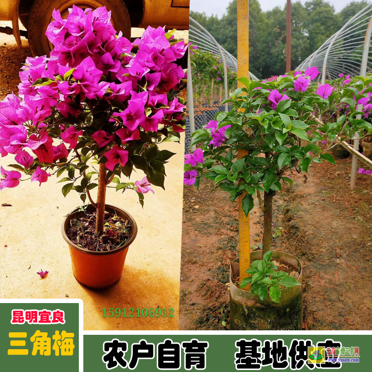 資陽雁江廣東佛山三角梅種植基地| 三角梅小苗價格| 云南三角梅供應商