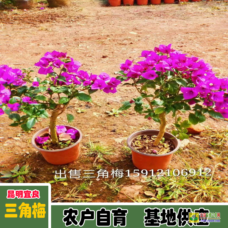 安順西秀廣東佛山三角梅種植基地| 云南三角梅袋苗| 云南三角梅供應商