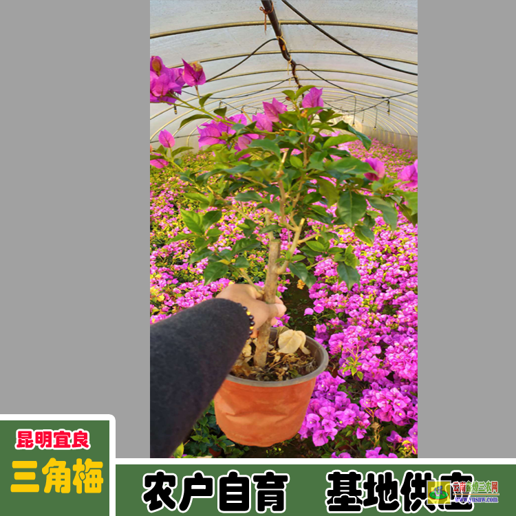 黔東施秉福建三角梅種植基地| 三角梅批發價格表| 云南三角梅批發