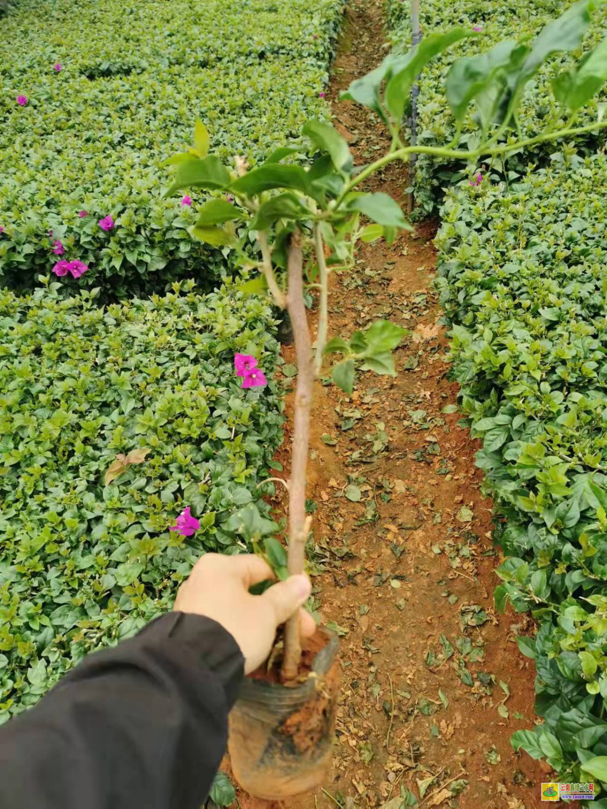 黔東雷山廣東三角梅種植基地| 三角梅批發(fā)價格表| 云南三角梅供應(yīng)商