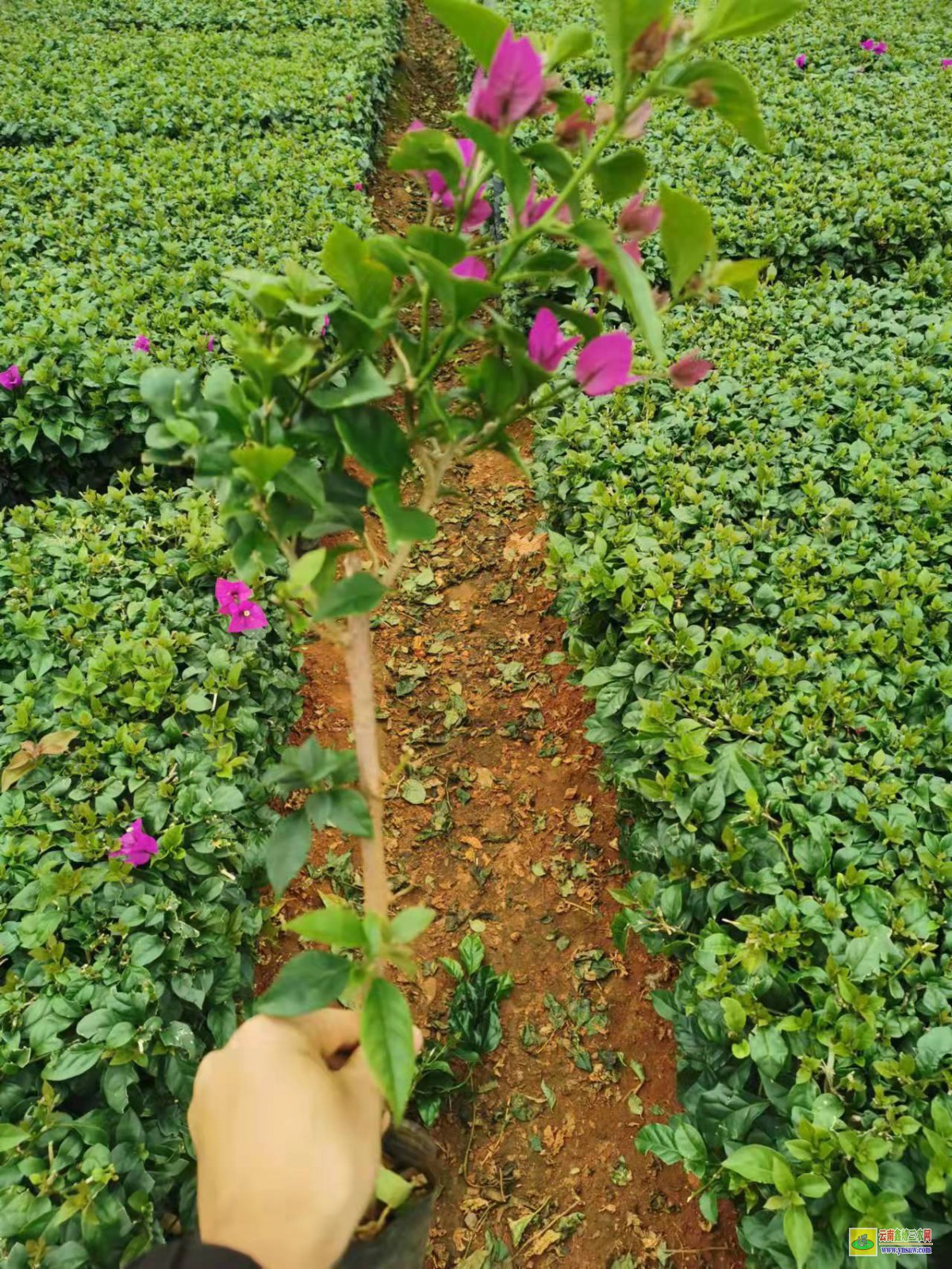 大理云龍廣州三角梅種植基地| 云南三角梅袋苗| 云南三角梅供應商