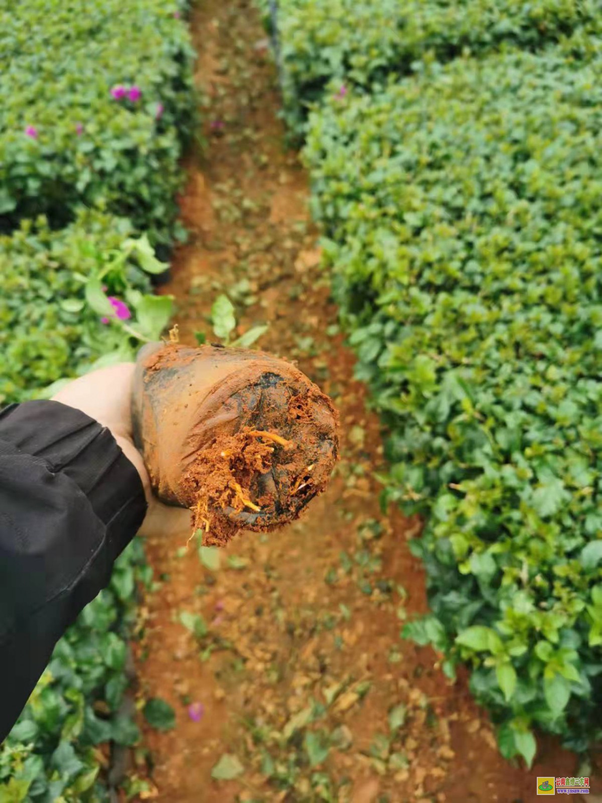 甘孜色達云南三角梅種植基地及價格| 三角梅小苗價格| 云南三角梅供應商